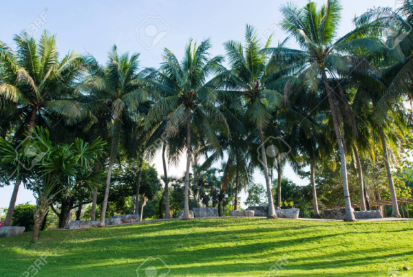 Taman dengan Pohon Kelapa